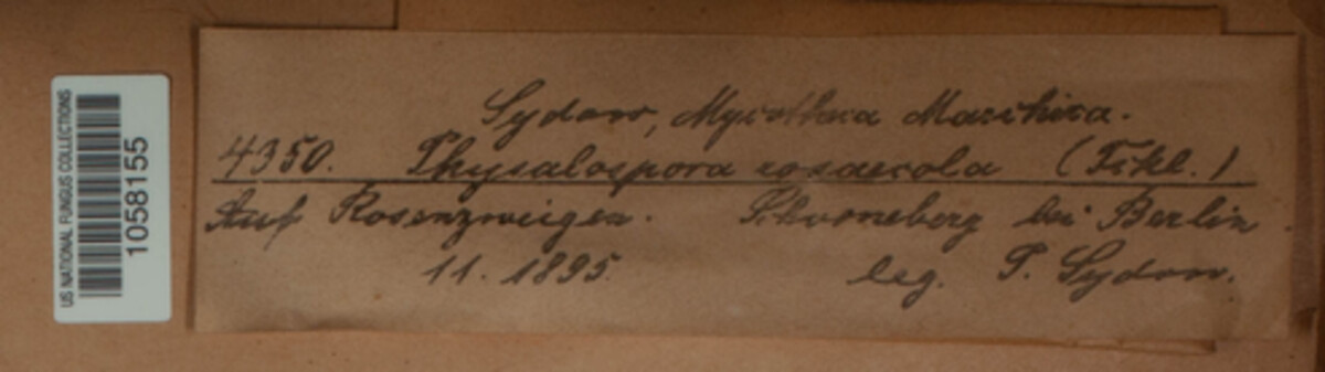 Saccothecium sepincola image